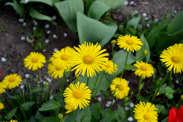 Yellow Daisy. Chamomile. Doronicum. Perennial flowering plant. Beautiful flower background of nature - Fotografie, Obrázek