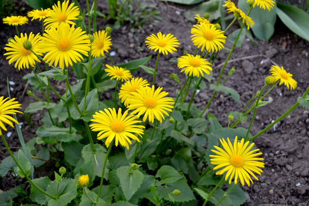 Doronicum. Yellow Daisy flower. Chamomile. Perennial plant. Beautiful flower background of nature - Fotoğraf, Görsel