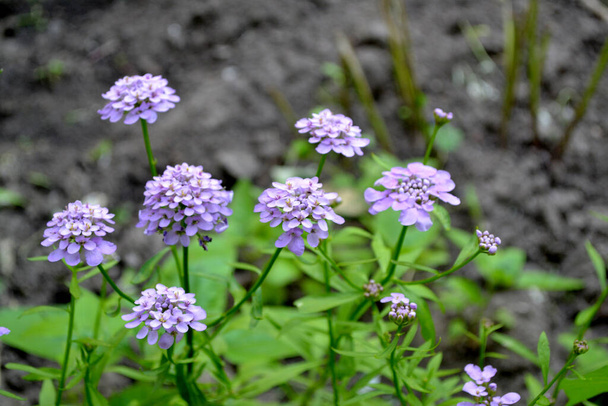 イベリス・ウンベリフェラ。イベリス。アサガオ科。美しい紫色の花序。自然の美しい花の抽象的な背景。春の風景。花序、家庭用花壇。ホーム - 写真・画像