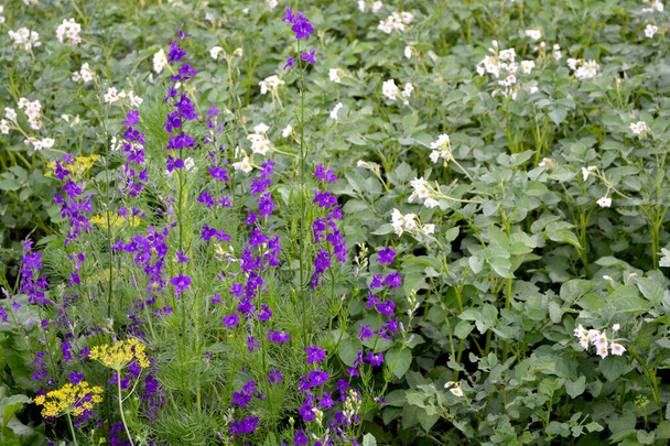 繊細な花序。フィールド統合。コンソリダ・レガリス。自然の美しい花の抽象的な背景。夏の風景。花の咲く家 - 写真・画像