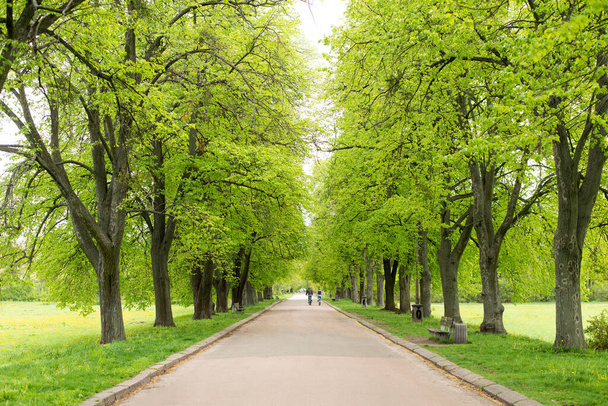 The Road In A Green Arch Of Trees. summer park and beautiful nature. - Photo, Image