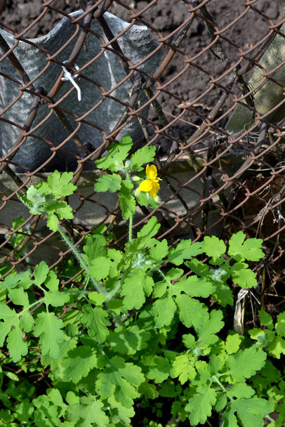 Celandine. Beautiful herbal abstract background of nature. Chelidonium majus. Perennial herbaceous plant. Spring landscape. Beautiful grass plant. Yellow flowers - Photo, Image