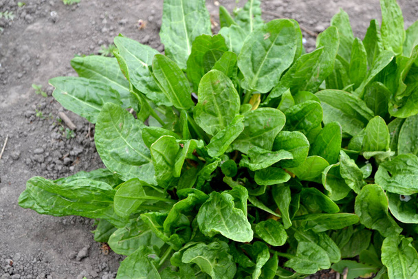 Sorrel. Perennial herb. Beautiful herbal abstract background of nature. Rumex. Spring landscape. Popular cooking seasoning. Home plants - Photo, Image