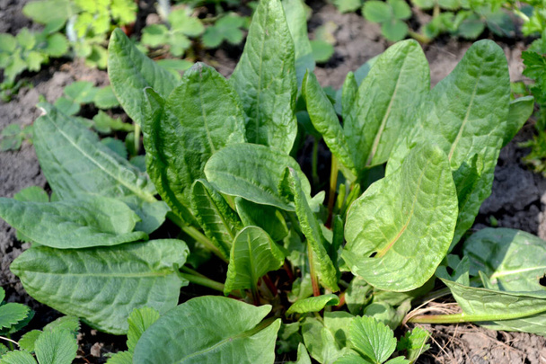 Perennial herb. Sorrel. Rumex. Beautiful herbal abstract background of nature. Spring landscape. Popular cooking seasoning. Home plants - Photo, Image