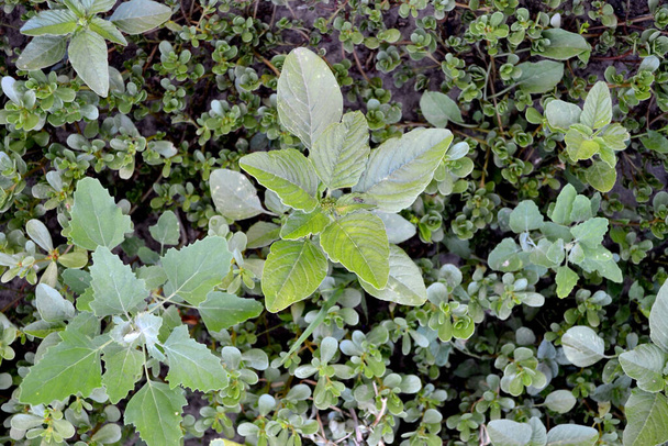 jährliche krautige Pflanze. amaranth. amaranthus retroflexus. schönen pflanzlichen abstrakten Hintergrund der Natur. Frühlingslandschaft. schöne Pflanze - Foto, Bild