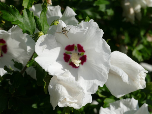 alcea rosea, white hollyhock - Photo, Image
