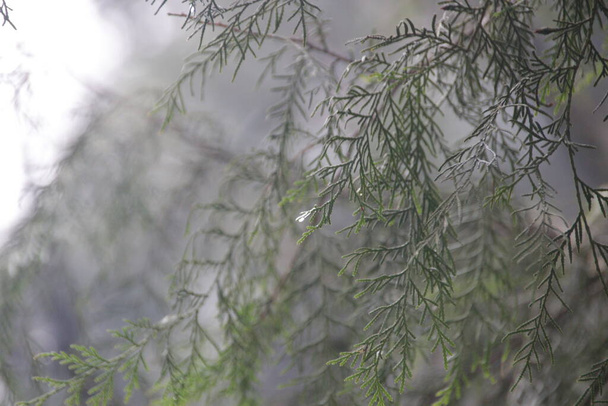 Gotas de lluvia en hojas de pino - Foto, Imagen