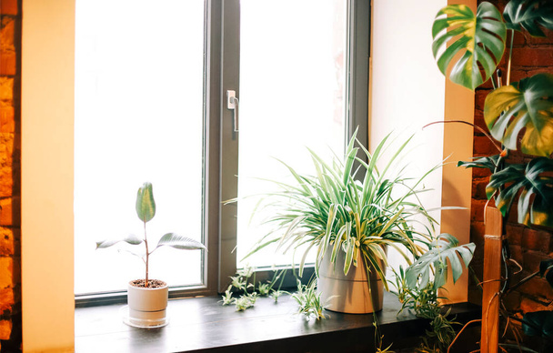 Различные свежие растения в горшках размещены на лестнице рядом с бежевой стеной в уютной комнате дома - Фото, изображение