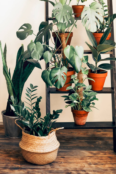 Diverse verse planten in potten geplaatst op ladder bij beige muur in gezellige kamer thuis - Foto, afbeelding