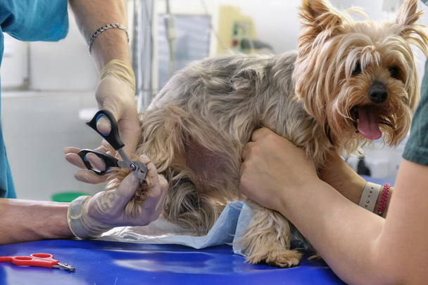 professional dog nail care. Clipping a dogs claws concept - Photo, Image