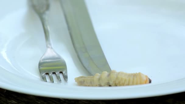 Dish of beetle larvae.larvae beetle  on a plate. - Felvétel, videó