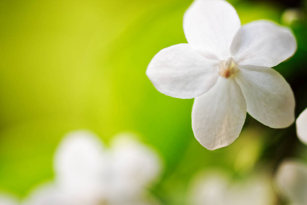 緑の庭の美しい小さな白い花bokeh背景コピースペースでクローズアップ - 写真・画像