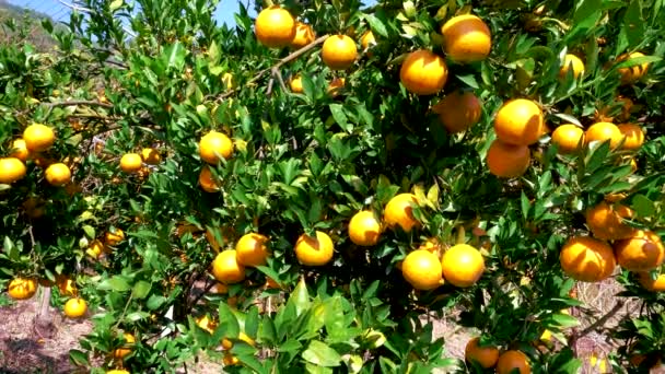 Monet appelsiinit ja vihreät lehdet appelsiinipuussa.Dongshin metsän ainutlaatuinen talvimetsä lisää vuoristomaisemaa. Taichung, Taiwan. 21.1.2021. - Materiaali, video
