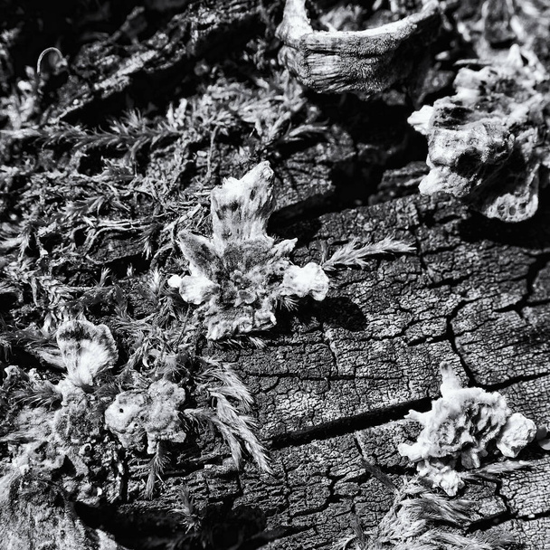 HUBS - Μανιτάρια σε έναν νεκρό κορμό δέντρου  - Φωτογραφία, εικόνα