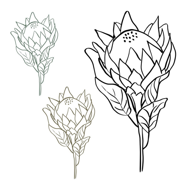 Tropical king protea flower in blossom isolated on white background. Hand drawn line style vector illustration for tatoo, design, banners, marketing. - Vektor, kép
