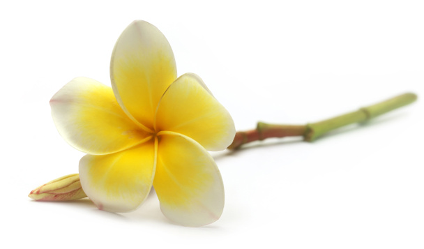 gele frangipani - Foto, afbeelding