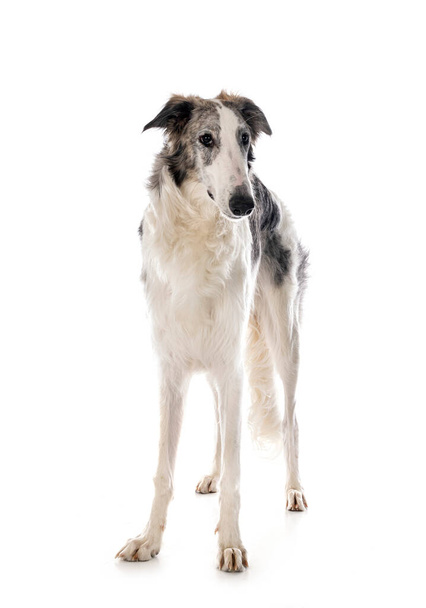 young borzoi in front of white background - Photo, Image