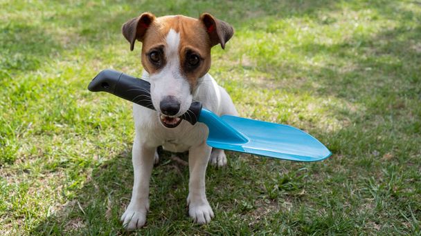 The dog is holding a shovel tool. Jack russell terrier holds gardener tools and is engaged in farming - Fotografie, Obrázek