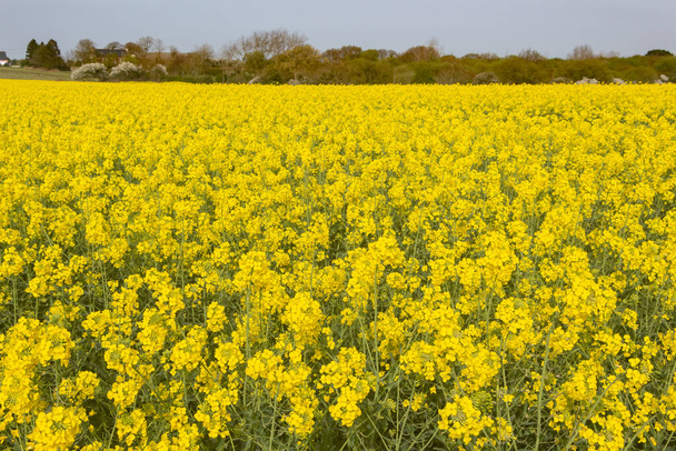 Field of canola in Brittany during springs - Photo, Image