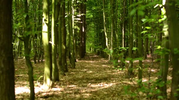 Bosque simétrico (árboles
) - Metraje, vídeo