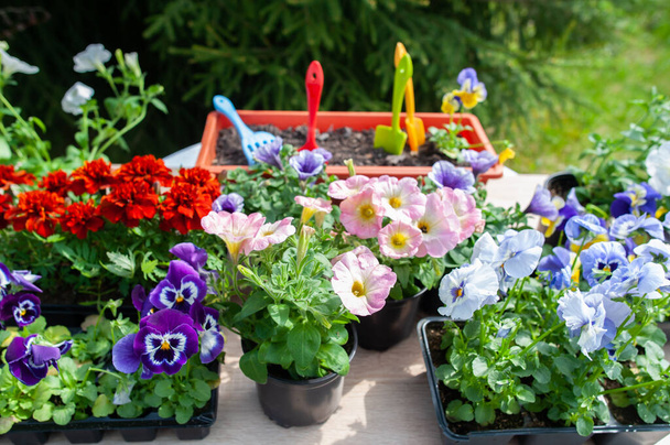 Концепція весна посадка на сад, гармонія і краса. Квіти місіонери, чорнобривці і петунії в горщиках, саджанцях і садових інструментах
 - Фото, зображення