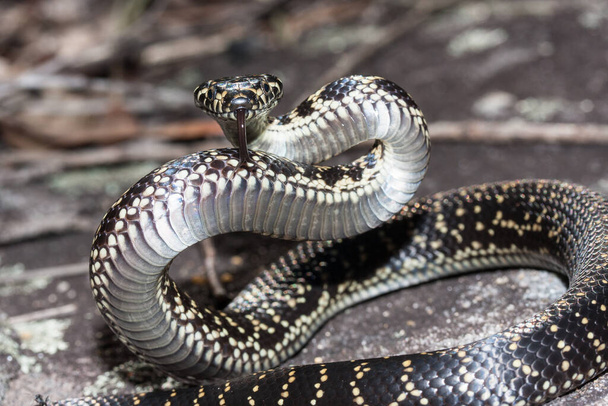 Serpiente de cabeza ancha en peligro - Foto, Imagen