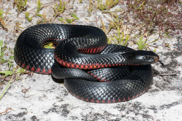 Serpiente negra de vientre rojo con la lengua parpadeando - Foto, Imagen