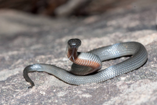 Oriental Serpiente de ojos pequeños parpadeando lengua - Foto, Imagen