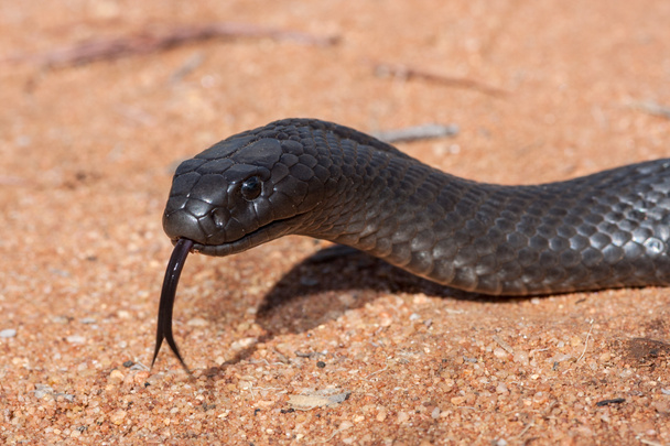 Blue-bellied Black Snake parpadeando su lengua - Foto, Imagen