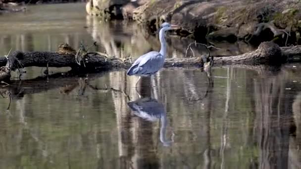 Grijze reiger, Ardea cinerea, een enorme grijze vogel waden door een plat meer op zoek naar vis, met pluizige veren, grote snavel, lange veren aan de achterkant van het hoofd, scène uit de wilde natuur - Video