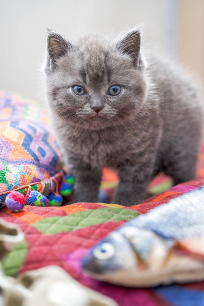 Κοντινό πλάνο ενός χαριτωμένου μπλε γάτου γκρίζου βρετανικού μικρού κατοικιδίου κοντό γατάκι - Φωτογραφία, εικόνα