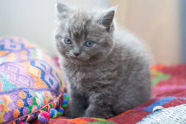 Close-up de um gato bonito azul cinza britânico gatinho short pet shorthair - Foto, Imagem