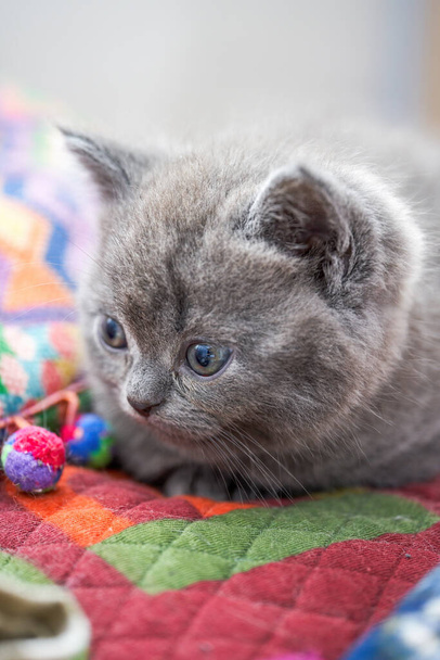 Close-up of a cute blue cat gray british short pet shorthair kitten - Photo, Image