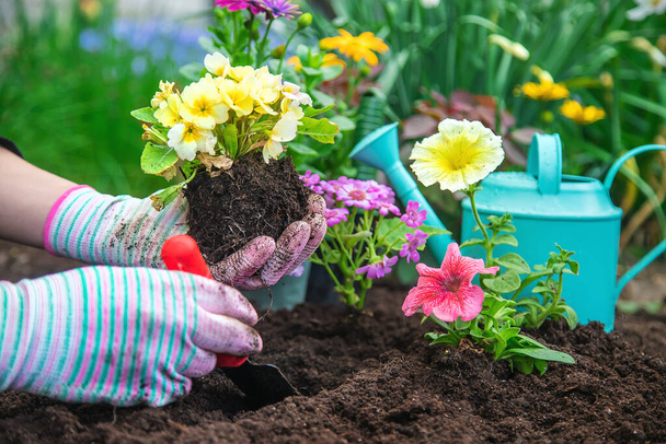 Planta flores en el jardín. Enfoque selectivo. naturaleza. - Foto, Imagen