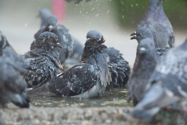 Pigeons and puddle, city birds take a bath, pigeon puddle and heat, city pigeon water and heat, birds splash in a puddle - Фото, изображение
