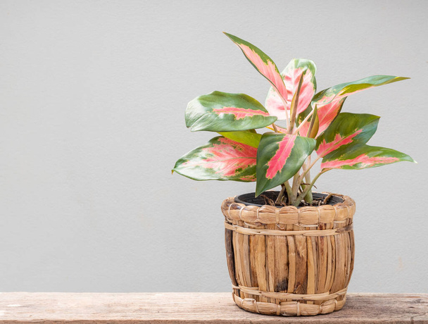 Aglaonema houseplant(Chinese Evergreen) in Vegetable slap  container  on grunge wood table with cement wall background - Photo, Image