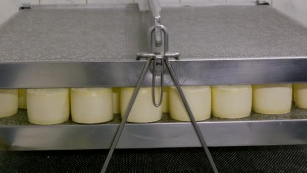 El proceso de elaboración del queso en una fábrica privada de queso. - Metraje, vídeo