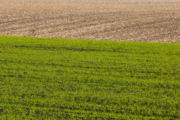 Brotes de trigo de invierno germinados en un campo sin fin en suaves filas de color verde claro de cerca. - Foto, Imagen