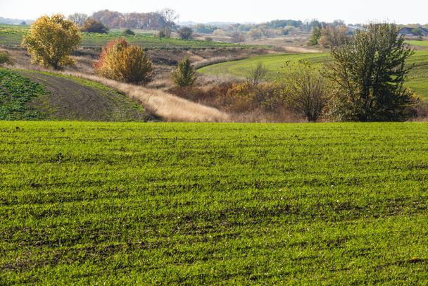 Landschaft auf der grünen Wiese. Sprossen des Winterweizens sprießen in einem endlosen Feld in glatten hellgrünen Reihen in Großaufnahme. - Foto, Bild