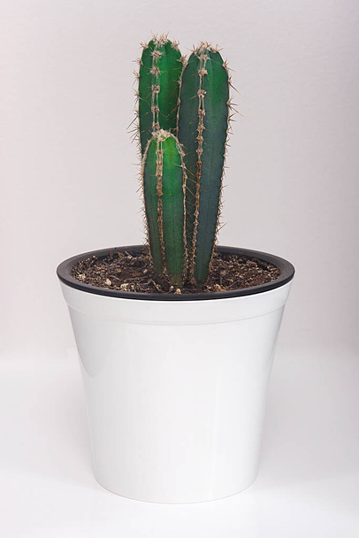  Potted cactus isolated on white background.  - Photo, Image