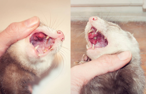 Ferret with Squamous cell carcinoma know as epidermoid carcinomas. Ferret with cancer in mouth - Photo, Image