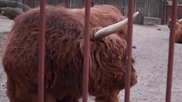 El gran Yak en el zoológico. Bisonte de toro detrás de las rejas de la jaula, animales en cautiverio. Imágenes FullHD de alta calidad - Metraje, vídeo