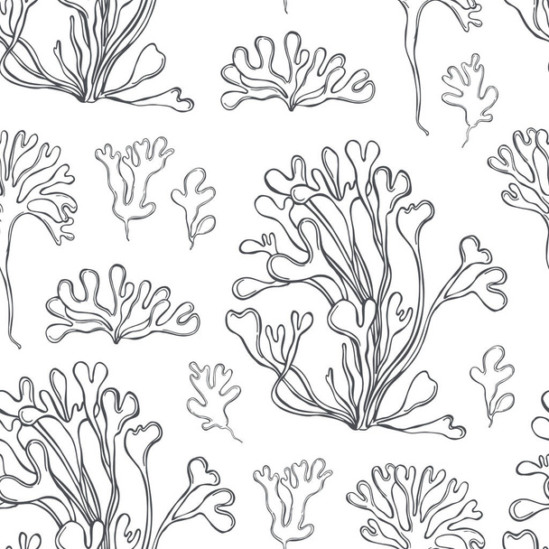 Hand drawn edible  algae. Rhodymenia palmata. Red  seaweed.  Vector  seamless pattern.  - Vector, Image