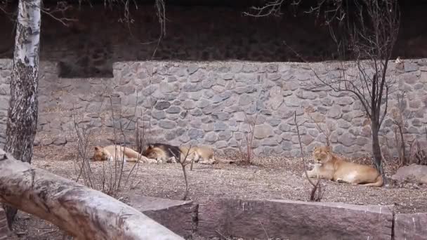 Een groep leeuwen en leeuwinnen liggen ontspannen op een stenen muur. wilde katten familie concept. Hoge kwaliteit FullHD beeldmateriaal - Video