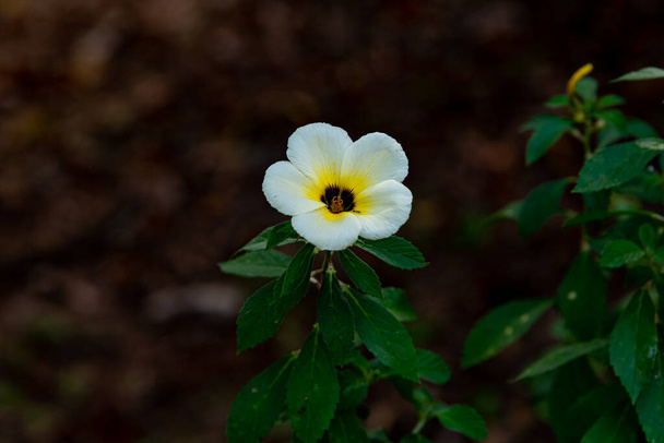 Turnera subulata white buttercup flower of passion flower family - Photo, Image