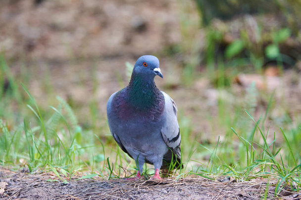 Молодой голубь в парке ищет угощения. Голуби очень распространены повсюду. Они привыкают к людям очень быстро, они даже могут взять еду прямо из рук. - Фото, изображение
