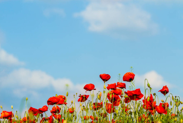 Pole červených makových květin, zblízka. Pozadí letního času - Fotografie, Obrázek