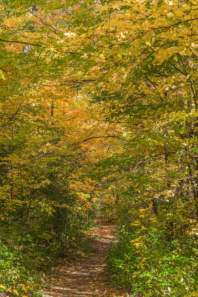 Pake in fall time near Toronto, Canada - Valokuva, kuva