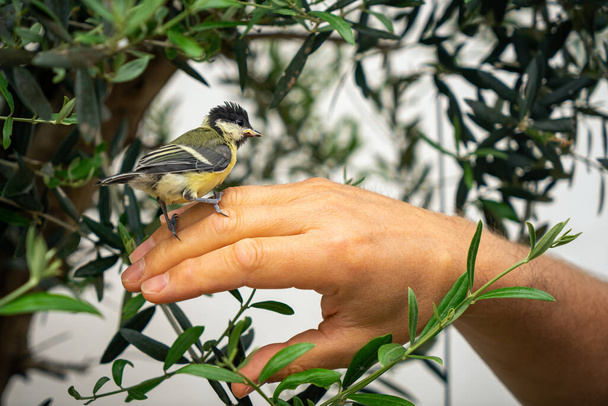 young tit (chickadee) standing on a man hand near an olive tree with green leaves all around - Photo, Image