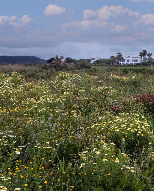 Baharda İspanya 'nın güneyinde Conil de La Frontera' nın çayırları. Çiçekleri ve kum tepeciklerini görebilirsin. - Fotoğraf, Görsel